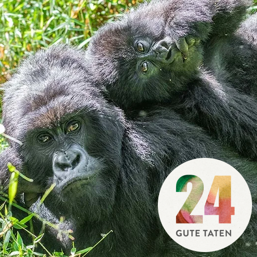 Gorillaprojekt aus dem 24 GUTE TATEN ADVENTSKALENDER 2023