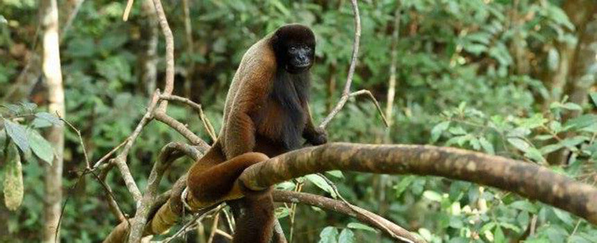 A daily ration of fruit for two woolly monkeys in Peru