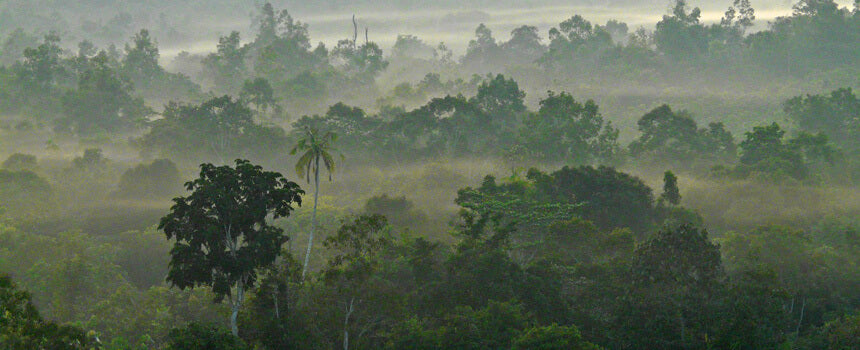 11 m² Regenwald werden auf Borneo aufgeforstet