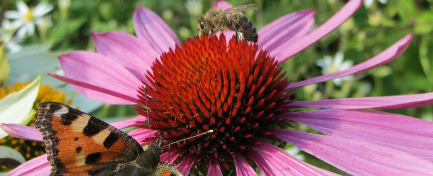 24 Brutplätze für seltene Wildbienenarten im Rhein-Main-Gebiet