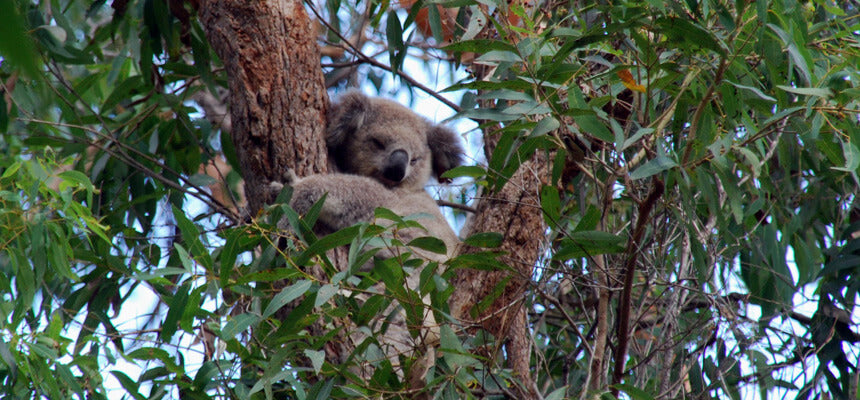 A tree is planted to protect koalas in Australia