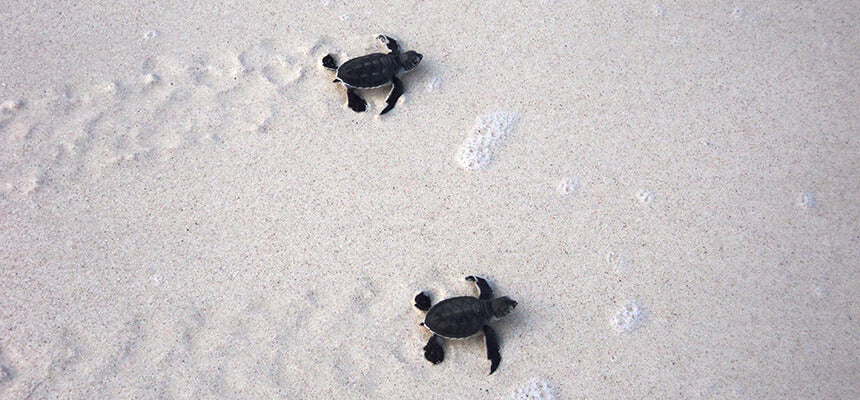 Das Ei einer Meeresschildkröte wird am Strand in Kenia geschützt