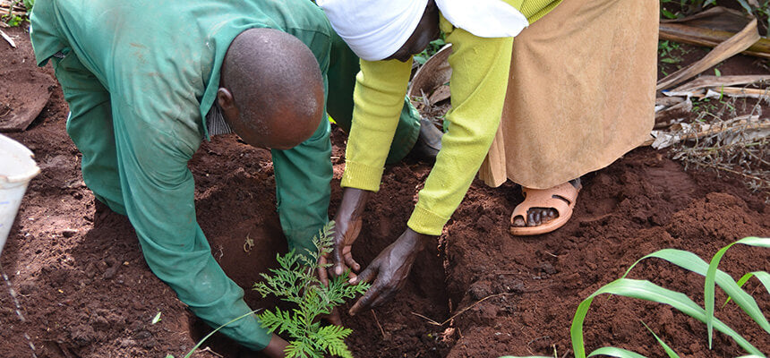 A tree seedling for reforestation in Uganda