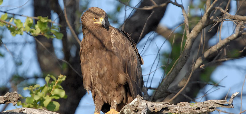 One square meter of meadow is protected for lesser spotted eagles in the Recknitz valley