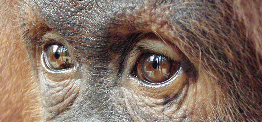 The daily ration of fruit for an orangutan on Sumatra