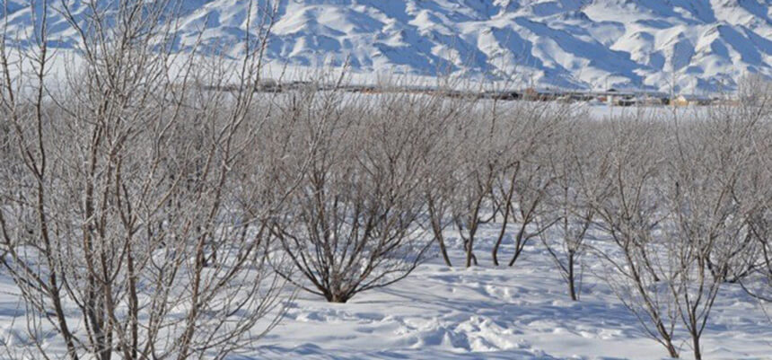 A sea buckthorn seedling for a gardener in Mongolia