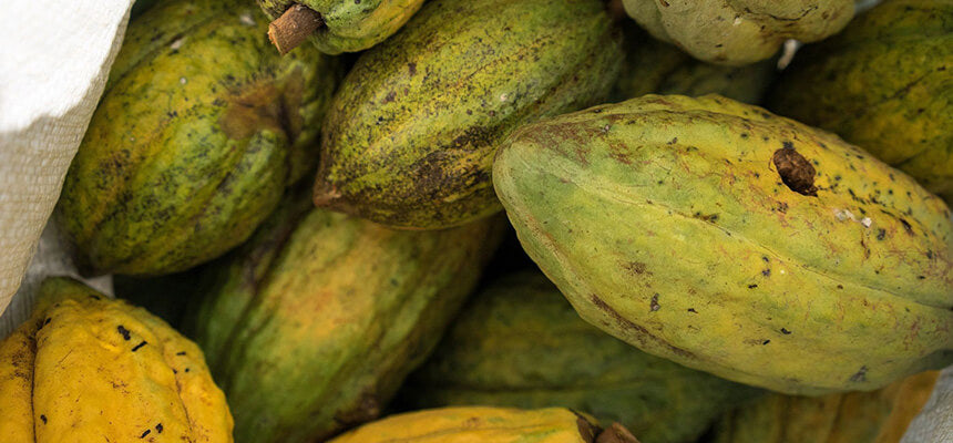 A cocoa plant for a small farmer in El Salvador