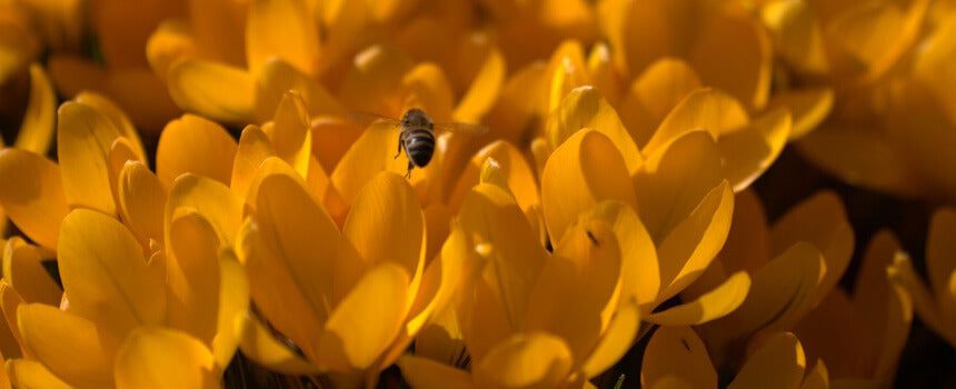 A home for 75 bees in the orchards of Germany