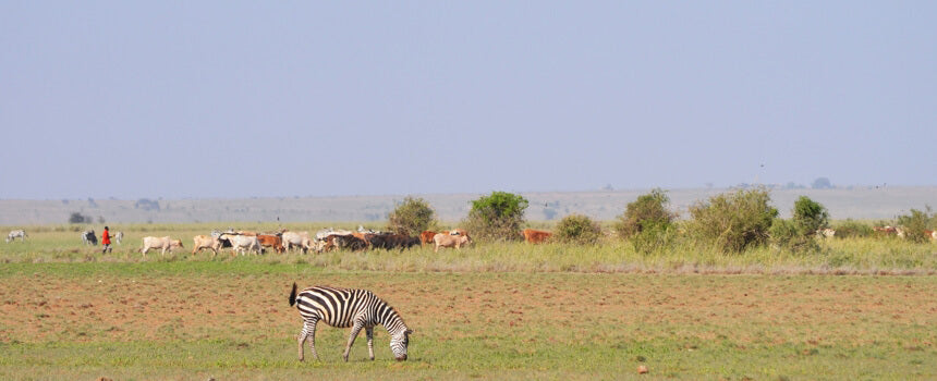 Saatgut für 1,6 Hektar Massailand in Kenia