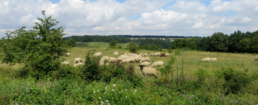 2.5 m² flowering meadow for butterflies in Thuringia