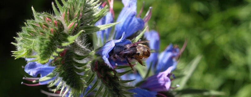 10 m² artenreiche Blühflächen werden in Süddeutschland ausgesät