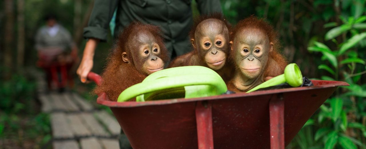 Eine Ration Obst und Gemüse für einen Orang-Utan auf Borneo