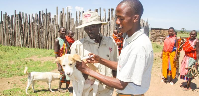 A rabies vaccination for a sheepdog in East Africa