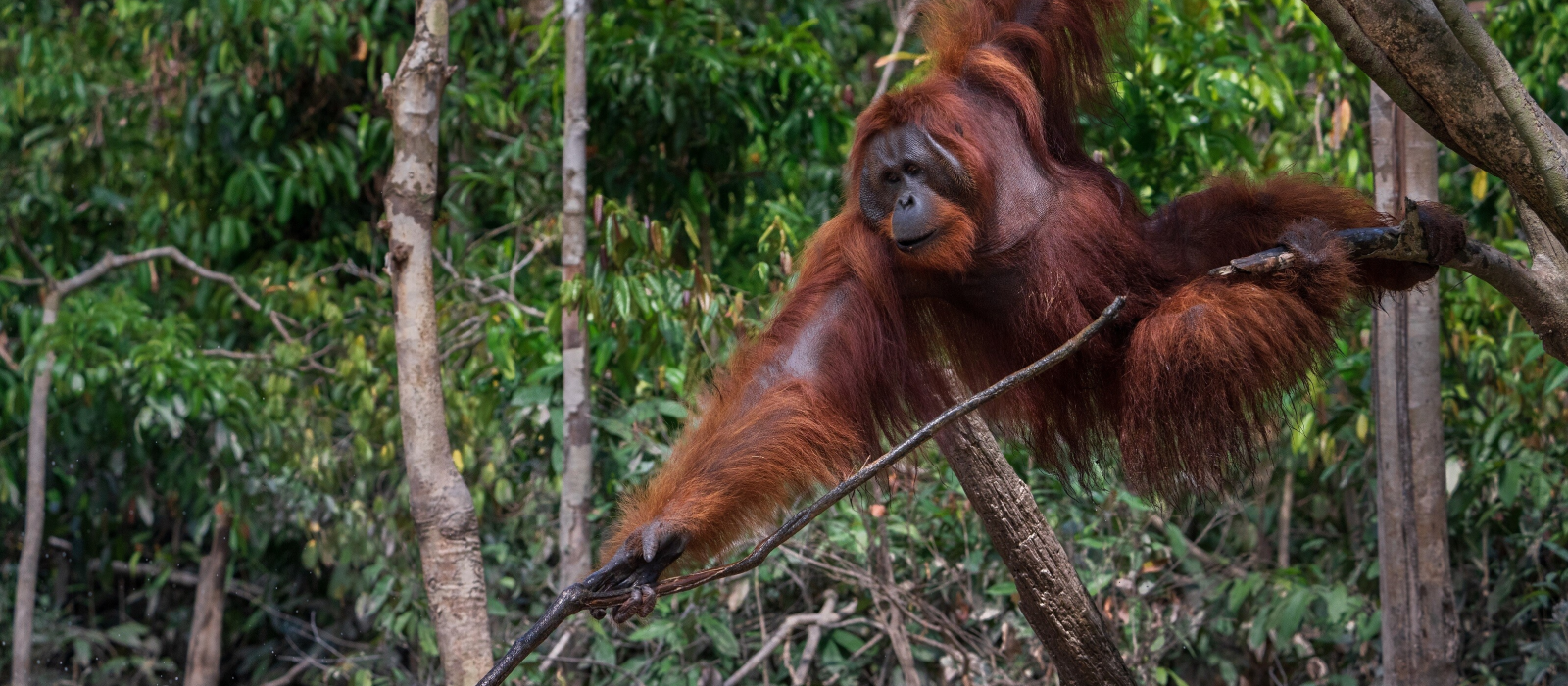 10 Min. Konfliktprävention für Affen und Menschen in Indonesien