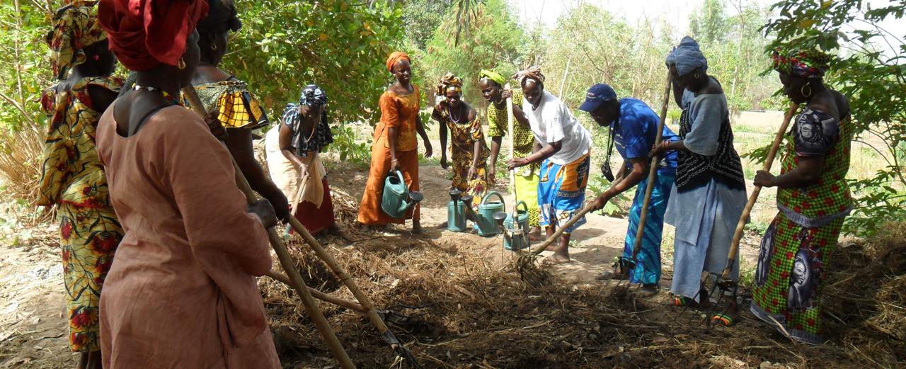 A tree seedling for reforestation in Senegal