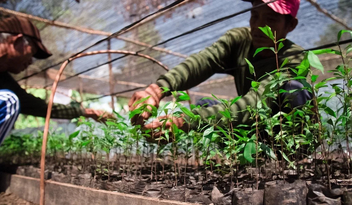 Renaturing 15 m² of peat bog rainforest on Borneo