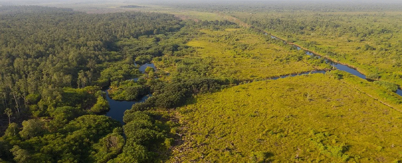 15 m² Torfmoorregenwald renaturieren auf Borneo