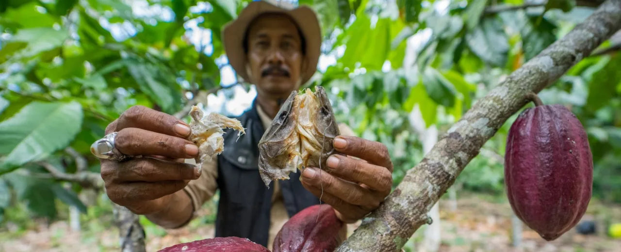 5 Minuten Weiterbildung für Kakaofarmer*innen in Indonesien