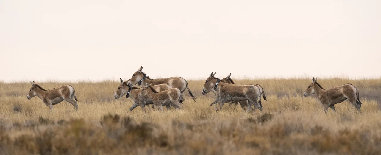 4,5 Stunden Schutz eines kasachischen Wildesels durch GPS