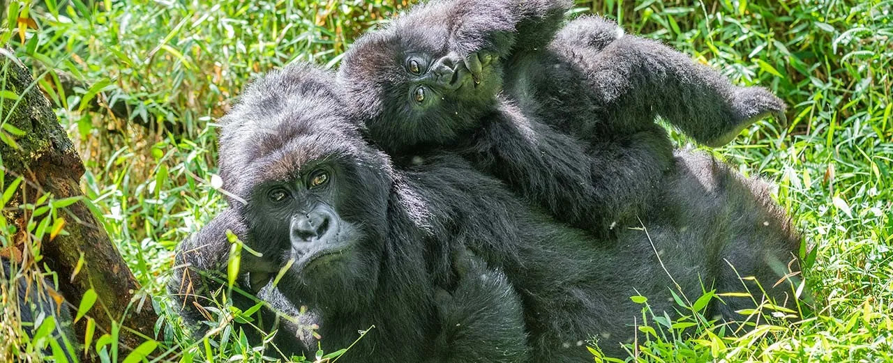 Ein halber Tag Patrouille zum Schutz von Gorillas im Kongo