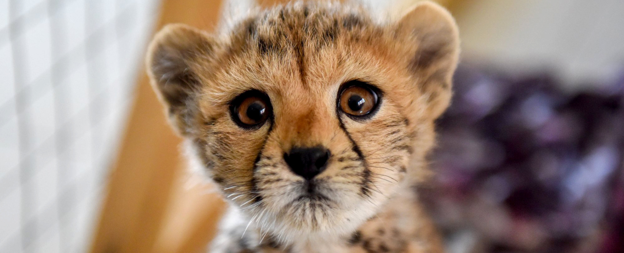 One hour of care for a rescued cheetah cub in Somaliland