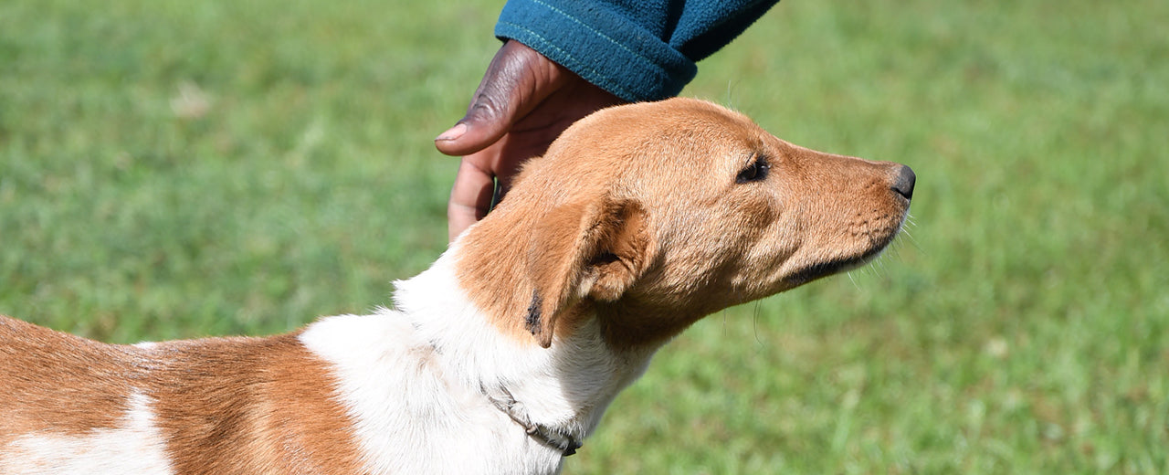 Eine Tollwut-Impfdosis für einen Hund in Uganda