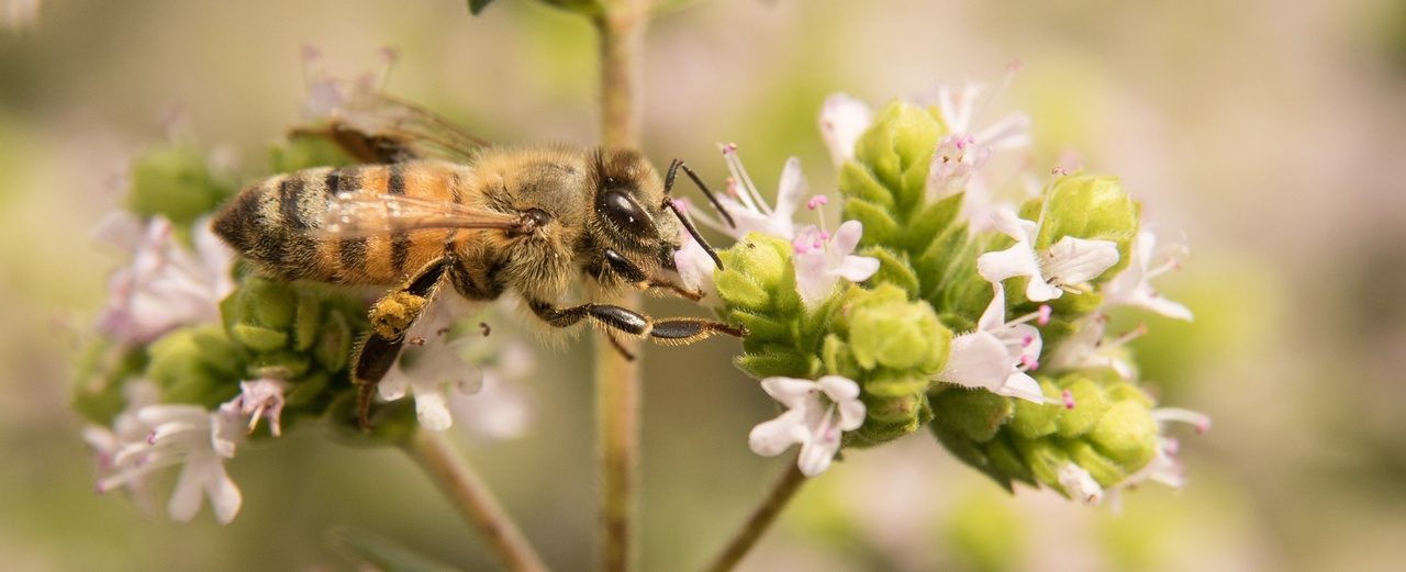 3m2 Wildblumenwiese zum Schutz der Bienen in Deutschland