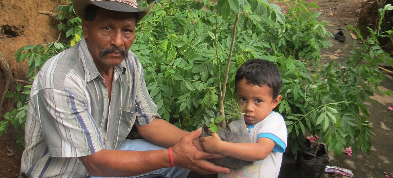 A tree seedling for reforestation in Central America