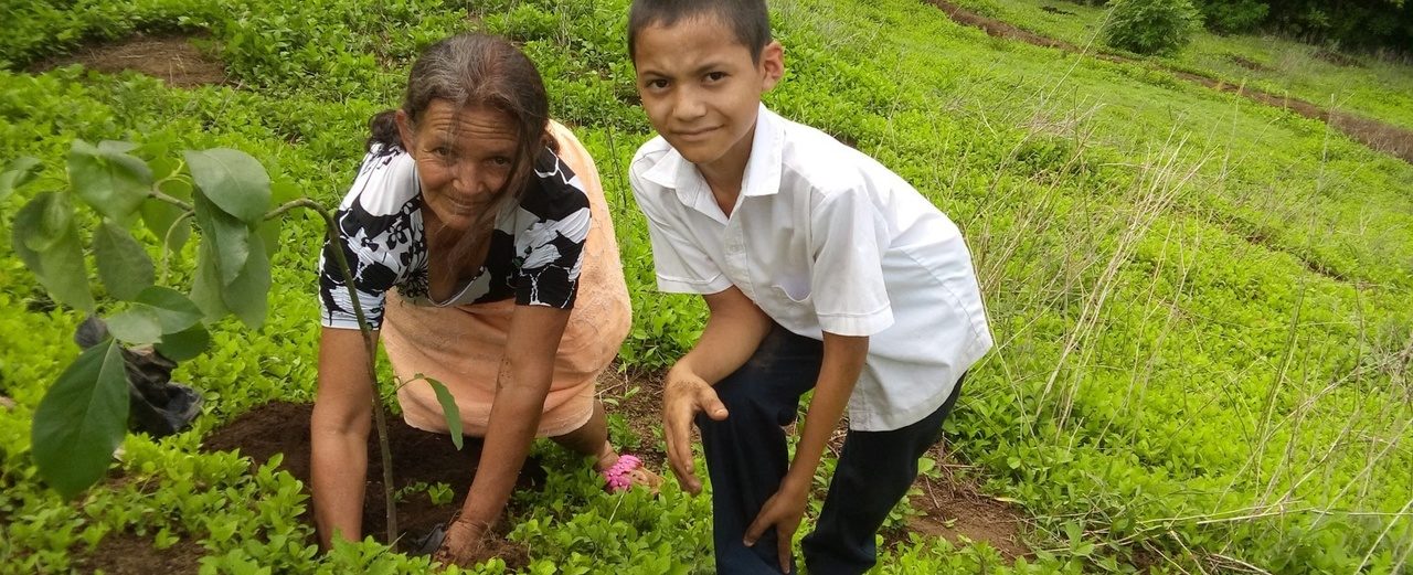 A tree seedling for reforestation at water sources in El Salvador