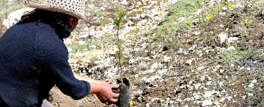 Two tree seedlings for reforestation in Peru