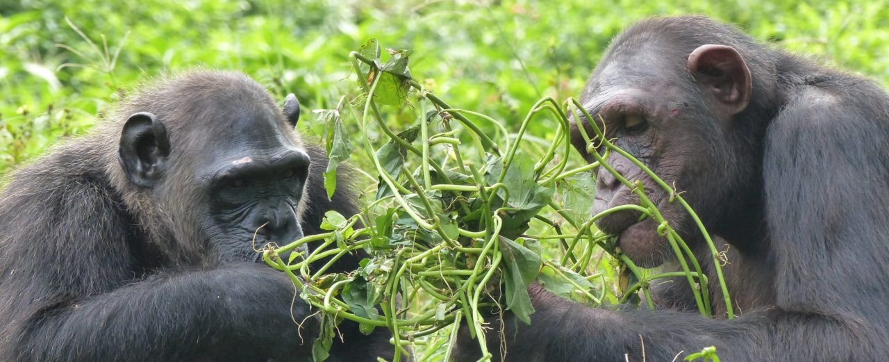 4,7 kg Grünfutter für Gorillas und Schimpansen in Kamerun