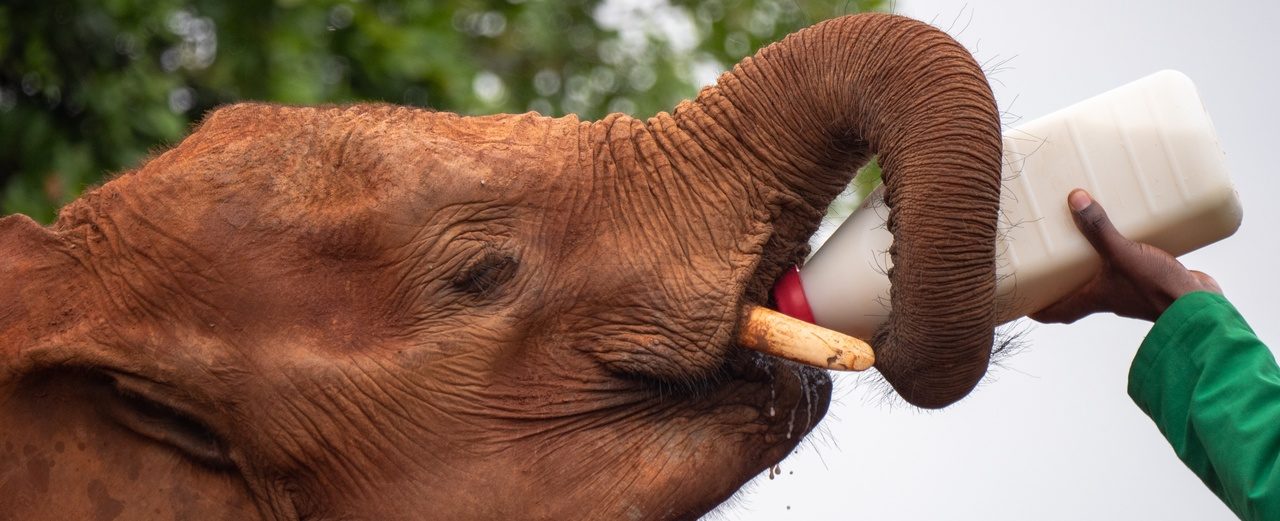 Eine Flasche Spezialmilch für einen Babyelefanten in Sambia