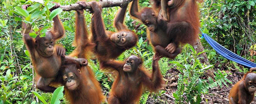 Medical care and release of an orangutan in Borneo