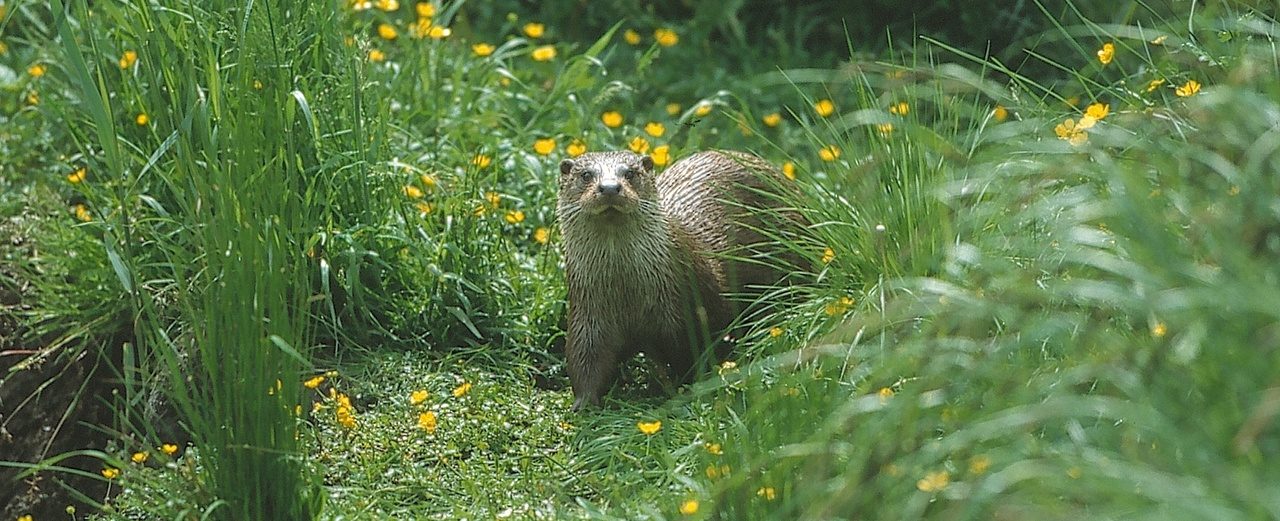 1 m2 geschütztes Naturparadies für Fischotter in Deutschland