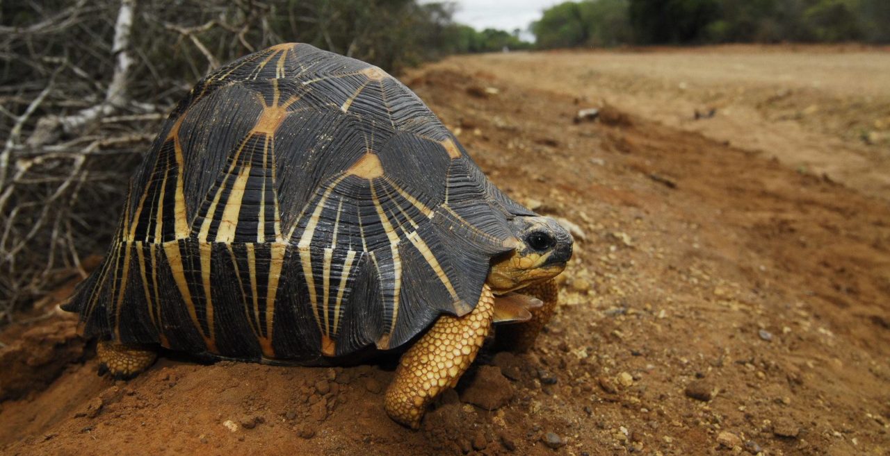 One week of care for 5 rescued turtles in Madagascar