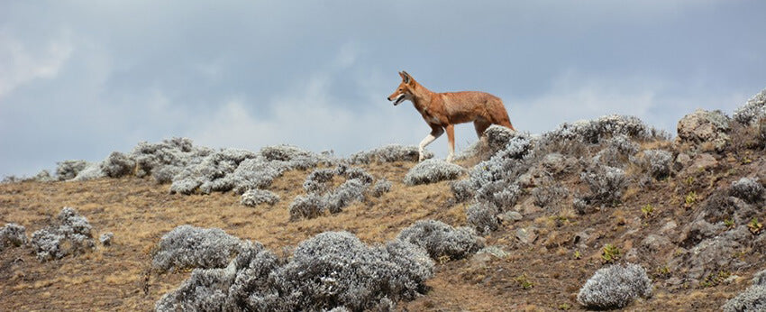 Rabies vaccine to protect the Ethiopian wolf