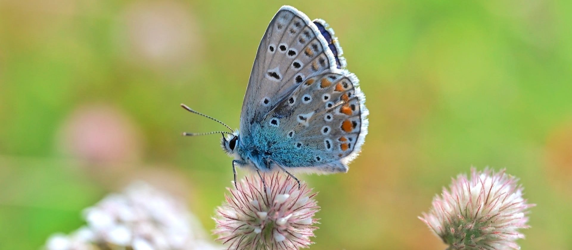 1m² Paradies für Insekten im Mittelrheintal 