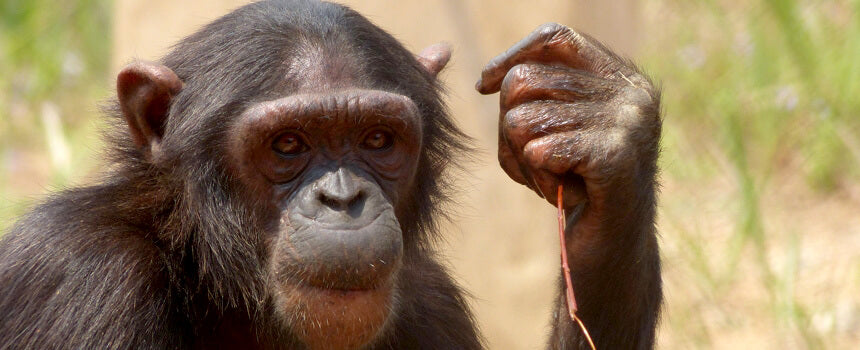 A dose of medicine for a chimpanzee in Congo